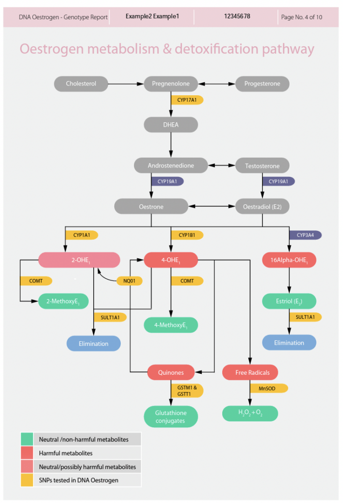 DNA østrogen